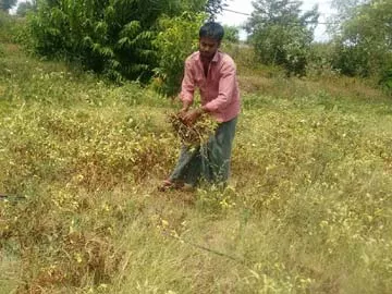 వేరుశనగ చెట్లను పీకుతున్న రైతు కృష్ణమందడి కుమారుడు ధనంజయ - Sakshi