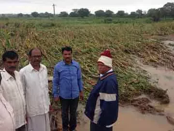 వావిలాలలో జొన్న పంటను పరిశీలిస్తున్న సాల్మన్‌నాయక్‌