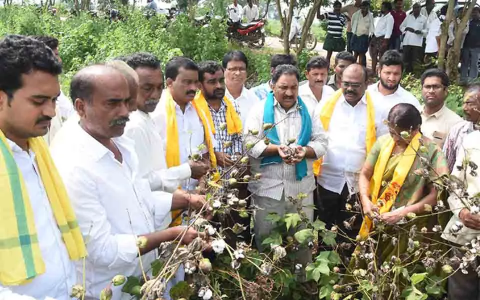 పత్తిని పరిశీలిస్తున్న సండ్ర వెంకటవీరయ్య తదితరులు - Sakshi