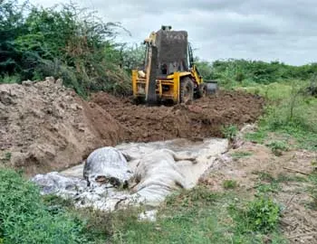 గోవుల కళేబరాలపై మట్టి వేస్తున్న దశ్యం