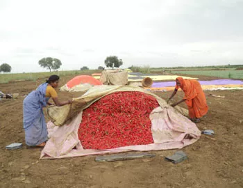 పంట వర్షార్పణం