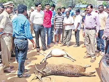 మహదేవపూర్‌ అడవుల్లో జింకల వేట - Sakshi