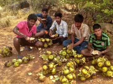 వేసవి తాపం.. తాటిముంజలతో శాంతం