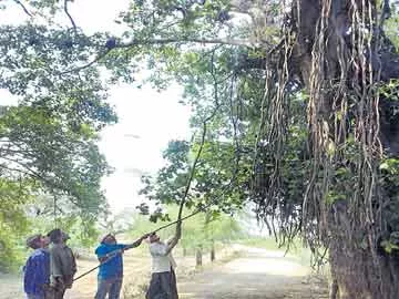 ఎండలకు ఆకుల్లా రాలుతున్న గబ్బిలాలు