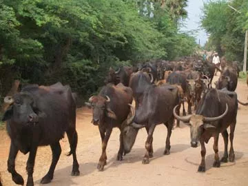 మూగజీవాలకు మేత కరువు - Sakshi