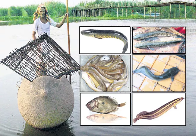 Black Origin Fishes Disappear in Andhra Pradesh