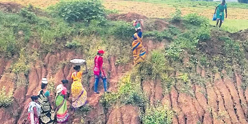 To reach the crops, you have to climb a 50-foot loop daily.tt