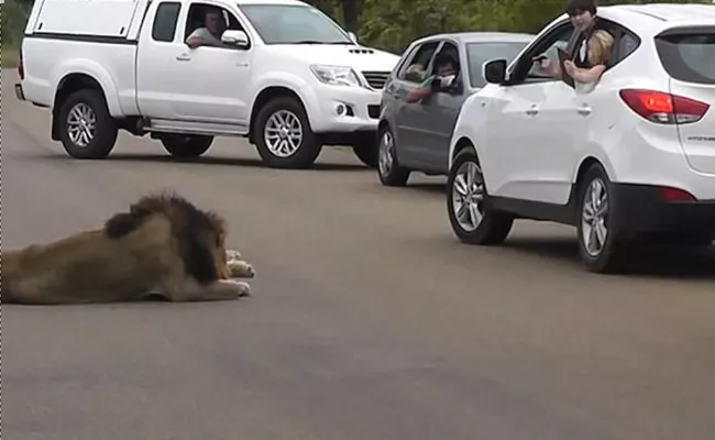 lions on road