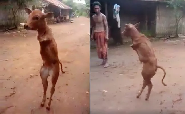 A disabled cow fighter, video goes viral