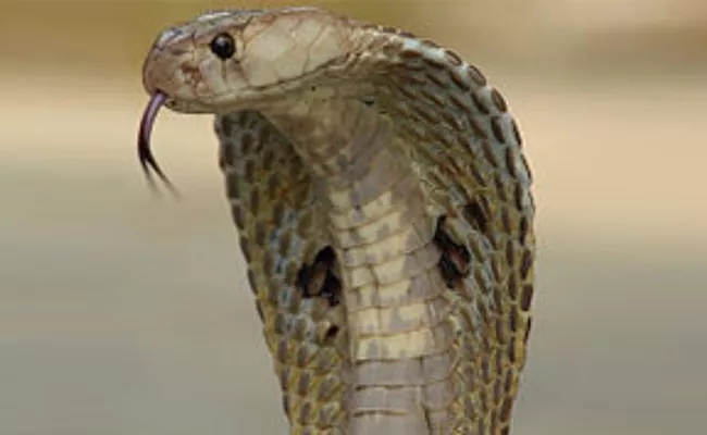 snake bites a person continuously - Sakshi