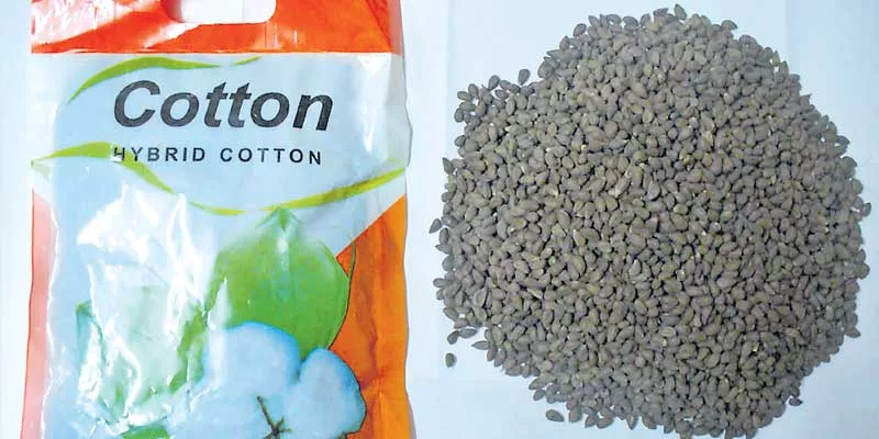 What to do on the BG-3 cotton seed?