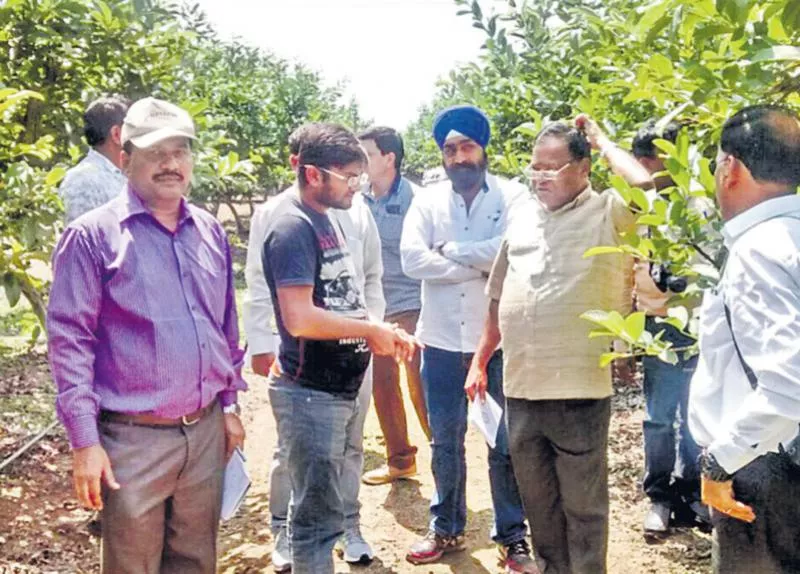 100 tonnes of tomatoes in one acre - Sakshi