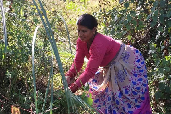 Jharkhand Rural Women Risk for Cattle feed