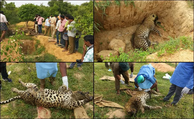 dead leopard found by forest personals in Chittoor forest - Sakshi