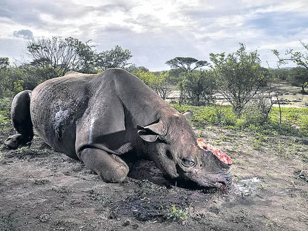  Hunters brutally killed Rhinoceros  in South Africa