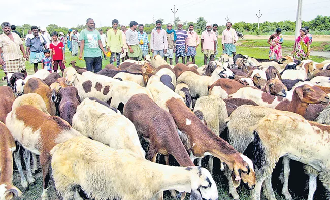 Government focus over sheep recycling - Sakshi