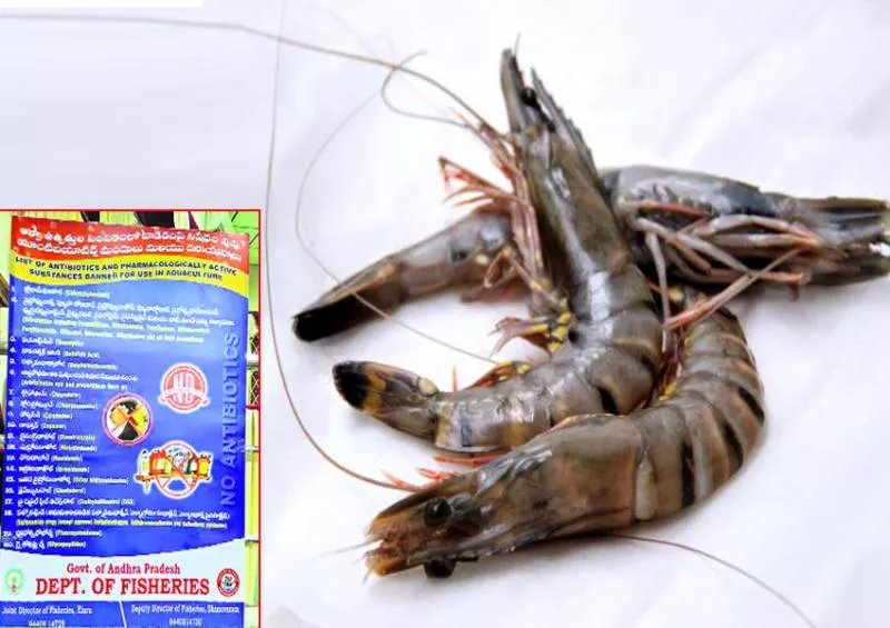 Antibiotics in shrimp ponds