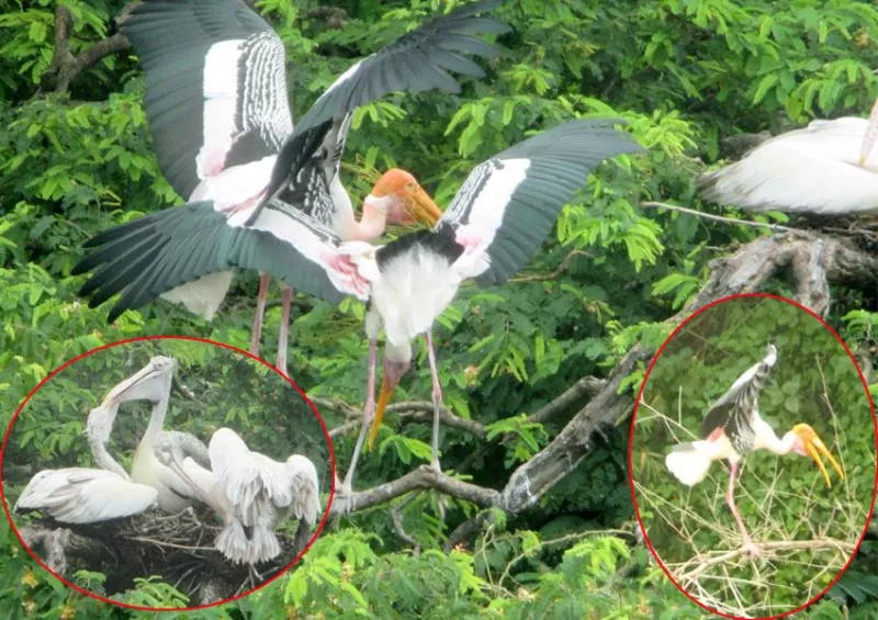 foreign birds in telineelapuram - Sakshi