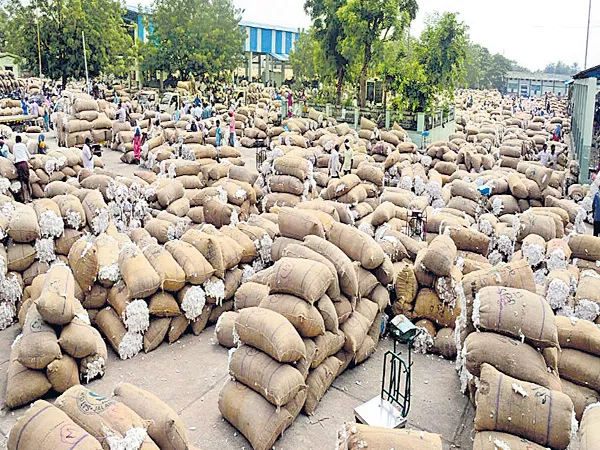 Cotton farmers' concern in Adilabad - Sakshi