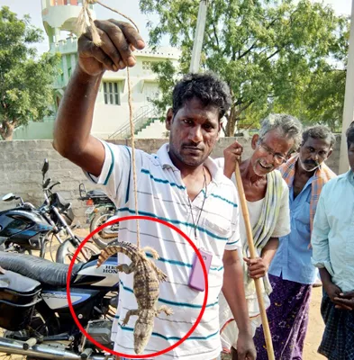 crocodiles found in paleru reservoir