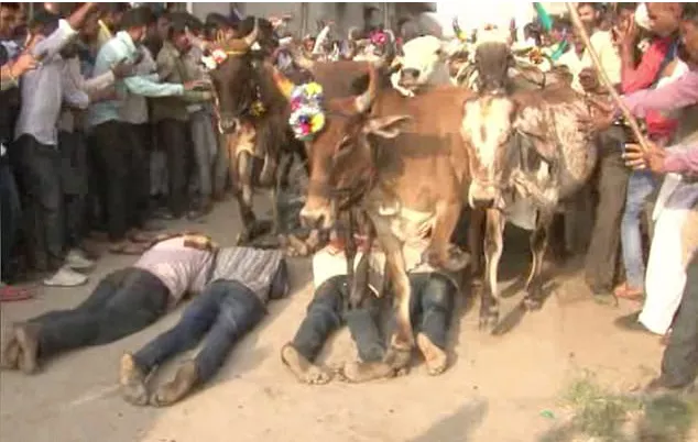 Indian men volunteer to be run over by cows in Hindu ritual, For Good Luck