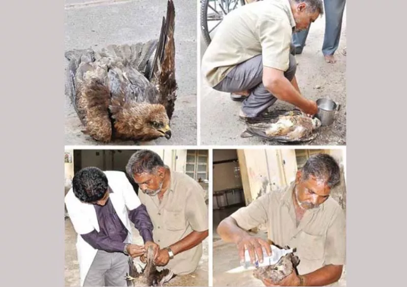 auto driver first aid to electric shocked eagle