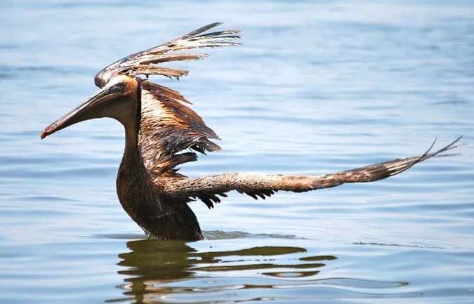 Bird Indexes Disaster come