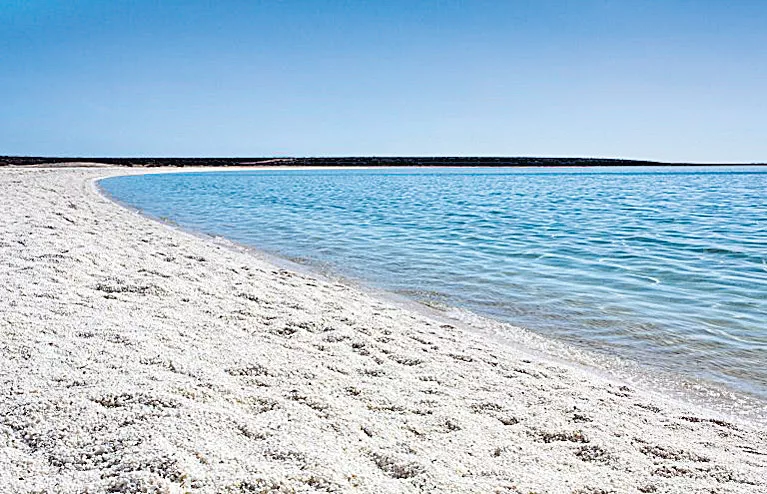 shells Sea in australia ..