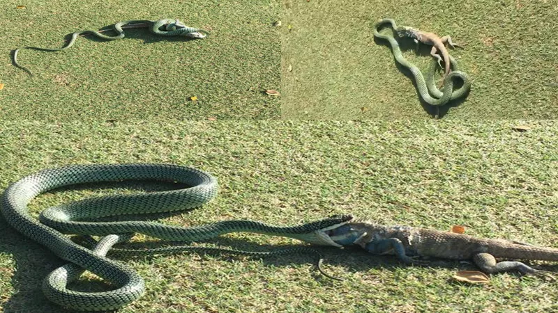 Snake wraps its long body around a 2ft-long iguana