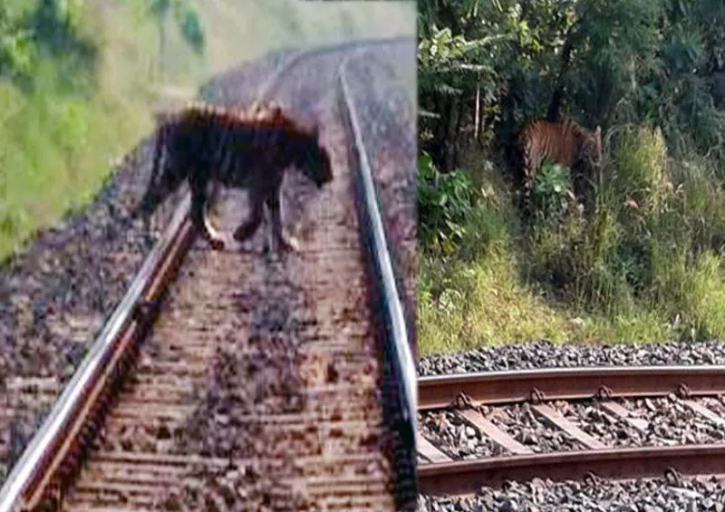 royal bengal tiger in raigad border