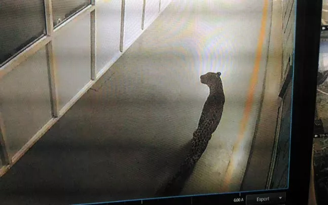 Leopard enters Maruti Suzuki plant