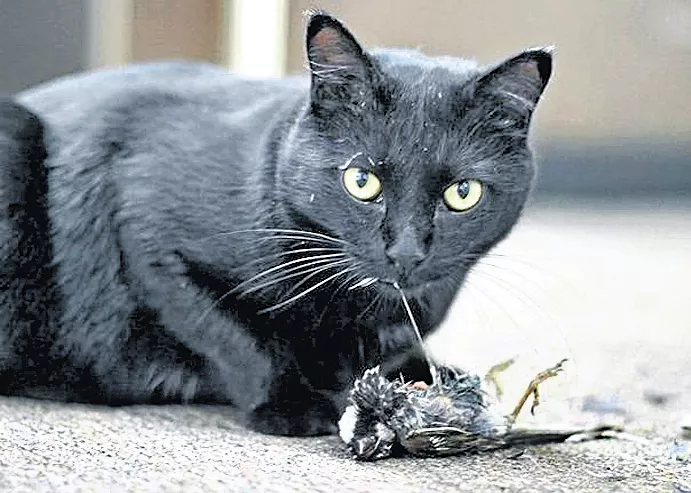 Cats killing and eating one million birds per day