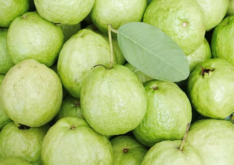 guava garden famus in relangi village west godavari