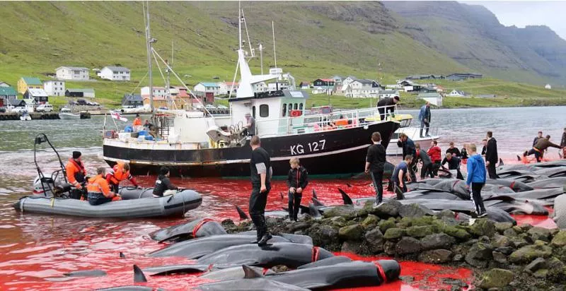 Hudreads of Whales Slaughtered in Faroe Islands - Sakshi