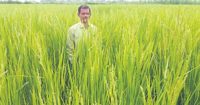 Chandra Venkateshwar Rao Nature Farming - Sakshi