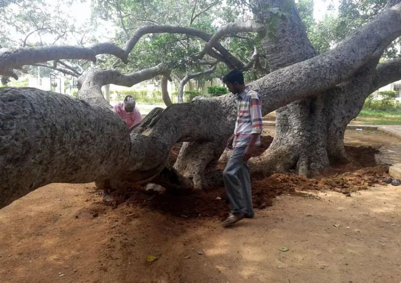 collector Ronald Ross Guarented devoloped pillala marri - Sakshi