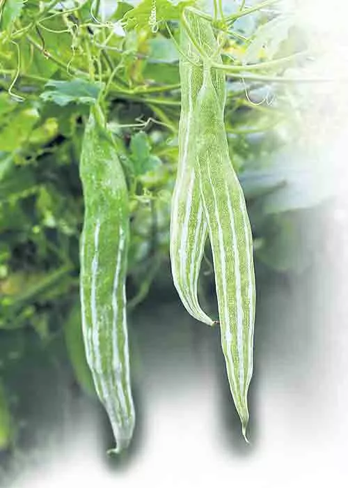 special on Gourds - Sakshi