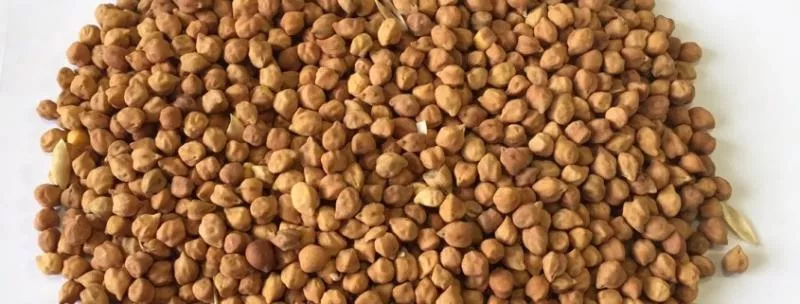  Groundnut, chick-pea seeds Waste in godowns - Sakshi