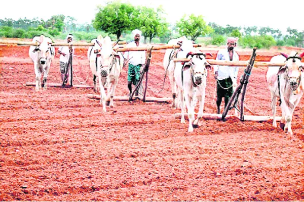 Farmers happy to Nellore Somasila Project water - Sakshi