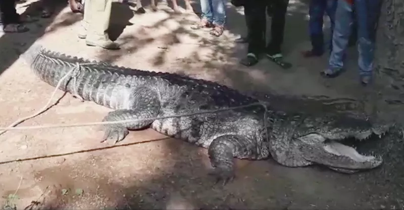 crocodile enters into a home family shocked - Sakshi