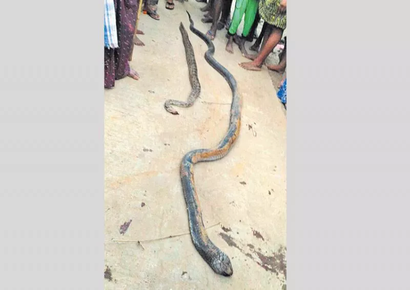 snake swallowed by python - Sakshi