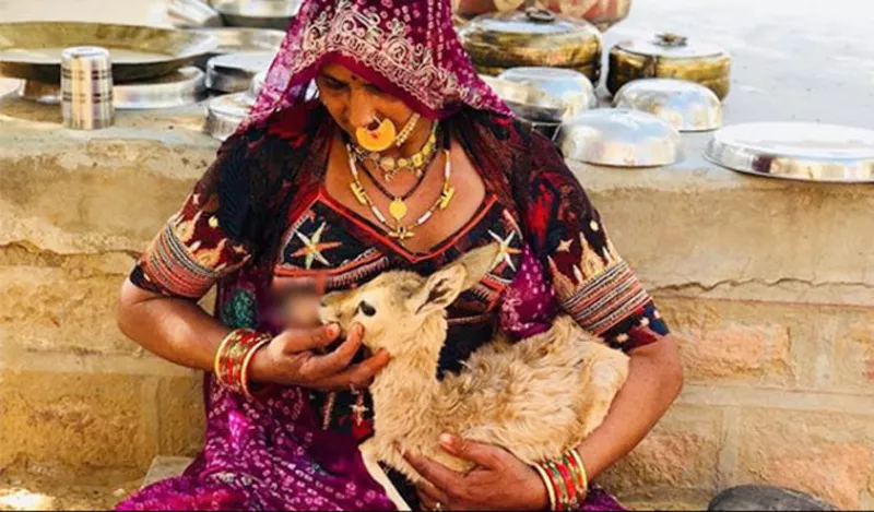 Bishnoi Woman Breastfeeds Baby Deer - Sakshi - Sakshi