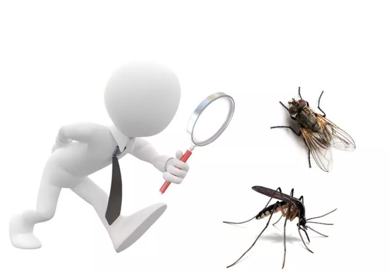 GHMC hunting Mosquitoes For HICC program - Sakshi