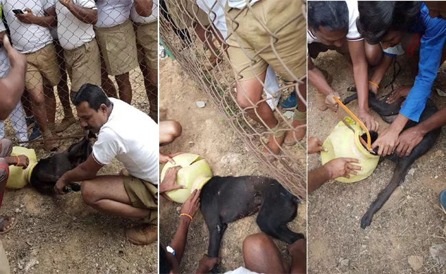 dog head gets stuck in a plastic matka, cops come to the rescue - Sakshi