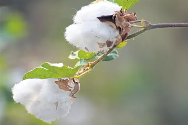 Story about bt cotton - Sakshi - Sakshi