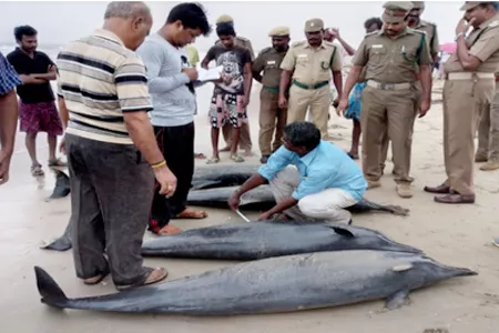 rescue efforts after dolphins wash ashore - Sakshi