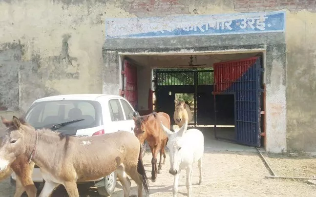 Donkeys Jailed For 4 Days In Uttar Pradesh.  - Sakshi