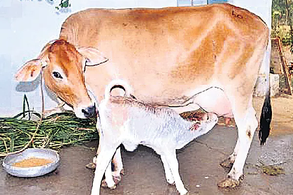 Immunity power with cow milk - Sakshi