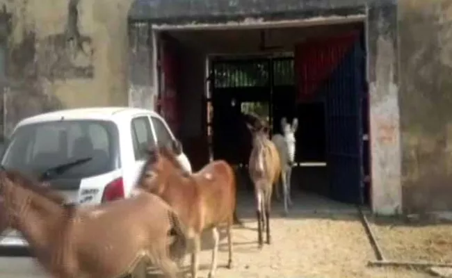 up police clarifies over donkeys arrest - Sakshi