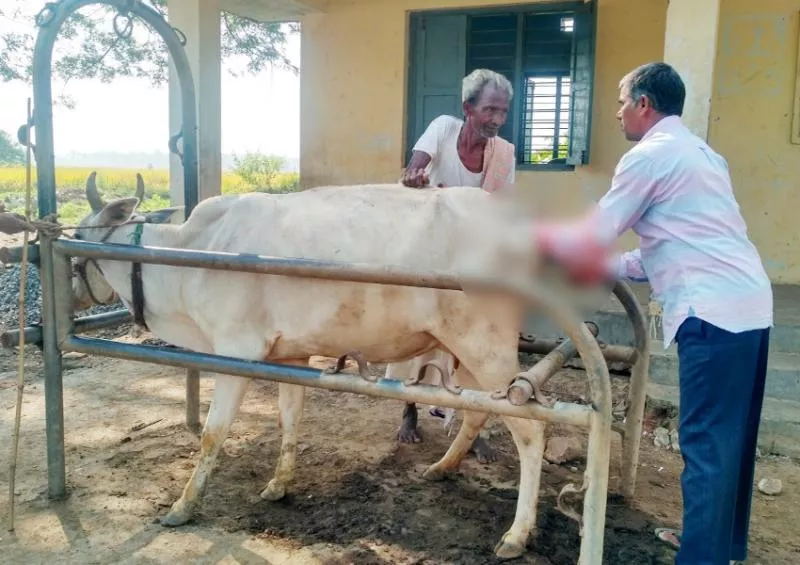 attender husbend treatment to animals - Sakshi